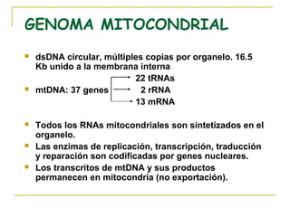 GENOMA MITOCONDRIAL
   dsDNA circular, múltiples copias por organelo. 16.5
    Kb unido a la membrana interna
                           22 tRNAs
   mtDNA: 37 genes          2 rRNA
                           13 mRNA

   Todos los RNAs mitocondriales son sintetizados en el
    organelo.
   Las enzimas de replicación, transcripción, traducción
    y reparación son codificadas por genes nucleares.
   Los transcritos de mtDNA y sus productos
    permanecen en mitocondria (no exportación).
 