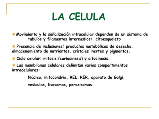 LA CELULA
  Movimiento y la señalización intracelular dependen de un sistema de
       tubulos y filamentos intermedios: citoesqueleto
  Presencia de inclusiones: productos metabólicos de desecho,
almacenamiento de nutrientes, cristales inertes y pigmentos.
  Ciclo celular: mitosis (cariocinesis) y citocinesis.
   Las membranas celulares delimitan varios compartimentos
intracelulares:
        Núcleo, mitocondria, REL, RER, aparato de Golgi,
        vesículas, lisosomas, peroxisomas.
 