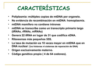 CARACTERÍSTICAS
•   Poliplasmia: múltiples copias de mtDNA por organelo.
•   No evidencia de recombinación en mtDNA: homoplasmia.
•   mtDNA mamífero no contiene intrones
•   mtDNA se transcribe como un transcripto primario largo
    (tRNAs, rRNAs, mRNAs)
•   Genera 22 tRNA en lugar de 31 que codifica nDNA.
•   Ribosomas más pequeños 55S.
•   La tasa de mutación es 10 veces mayor en mtDNA que en
    DNA nuclear: (no histonas ni sistemas de reparación de DNA)
•   Origen exclusivamente materno.
•   Código genético propio ( 4 de 64 codones).
 