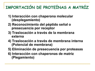 IMPORTACIÓN DE PROTEÍNAS A MATRÍZ

1) Interacción con chaperona molecular
   (desplegamiento)
2) Reconocimiento del péptido señal o
   presecuencia por receptor
3) Traslocación a través de la membrana
   externa
4) Traslocación a través de membrana interna
   (Potencial de membrana)
5) Eliminación de presecuencia por proteasas
6) Interacción con chaperonas de matriz
   (Plegamiento)
 