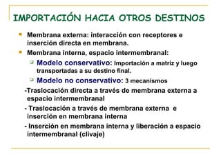 IMPORTACIÓN HACIA OTROS DESTINOS
   Membrana externa: interacción con receptores e
    inserción directa en membrana.
   Membrana interna, espacio intermembranal:
        Modelo conservativo: Importación a matriz y luego
         transportadas a su destino final.
        Modelo no conservativo: 3 mecanismos
    -Traslocación directa a través de membrana externa a
     espacio intermembranal
    - Traslocación a través de membrana externa e
     inserción en membrana interna
    - Inserción en membrana interna y liberación a espacio
     intermembranal (clivaje)
 