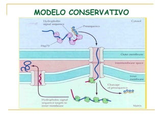 MODELO CONSERVATIVO
 