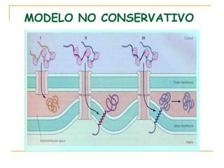 MODELO NO CONSERVATIVO
 
