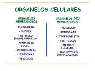 ORGANELOS CELULARES
  ORGANELOS      ORGANELOS NO
 MEMBRANOSOS      MEMBRANOSOS
 • PLASMALEMA      • NUCLEOLO
   • NUCLEO.      • RIBOSOMAS
   • RETICULO    • CITOESQUELETO
ENDOPLASMATICO
                  • CENTRIOLOS
 • APARATO DE
     GOLGI.         • CILIOS Y
                     FLAGELOS
• MITOCONDRIA
                 • INCLUSIONES
 • LISOSOMAS     CITOPLASMICAS
  • VESICULAS
 