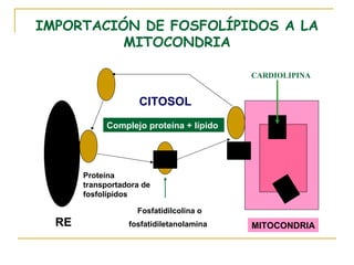 IMPORTACIÓN DE FOSFOLÍPIDOS A LA
          MITOCONDRIA

                                          CARDIOLIPINA


                     CITOSOL
            Complejo proteína + lípido




       Proteína
       transportadora de
       fosfolípidos

                    Fosfatidilcolina o
  RE              fosfatidiletanolamina   MITOCONDRIA
 