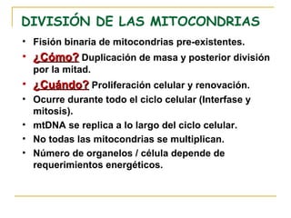 DIVISIÓN DE LAS MITOCONDRIAS
• Fisión binaria de mitocondrias pre-existentes.
• ¿Cómo? Duplicación de masa y posterior división
  por la mitad.
• ¿Cuándo? Proliferación celular y renovación.
• Ocurre durante todo el ciclo celular (Interfase y
  mitosis).
• mtDNA se replica a lo largo del ciclo celular.
• No todas las mitocondrias se multiplican.
• Número de organelos / célula depende de
  requerimientos energéticos.
 