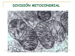 DIVISIÓN MITOCONDRIAL
 