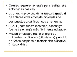 • Células requieren energía para realizar sus
  actividades básicas.
• La energía proviene de la ruptura gradual
  de enlaces covalentes de moléculas de
  compuestos orgánicos ricos en energía.
• El ATP, compuesto inestable, constituye
  fuente de energía más fácilmente utilizable.
• Mecanismos para retirar energía de
  nutrientes: la glicólisis (citoplasma) y el ciclo
  de Krebs acoplado a fosforilación oxidativa
  (mitocondria).
 