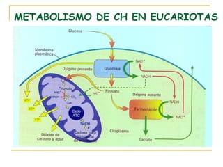 METABOLISMO DE CH EN EUCARIOTAS
 