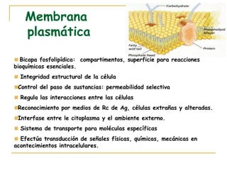 Membrana
   plasmática

  Bicapa fosfolipídica: compartimentos, superficie para reacciones
bioquímicas esenciales.
  Integridad estructural de la célula
 Control del paso de sustancias: permeabilidad selectiva
  Regula las interacciones entre las células
 Reconocimiento por medios de Rc de Ag, células extrañas y alteradas.
 Interfase entre le citoplasma y el ambiente externo.
  Sistema de transporte para moléculas específicas
  Efectúa transducción de señales físicas, químicas, mecánicas en
acontecimientos intracelulares.
 