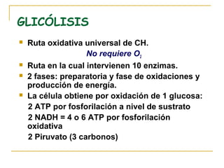 GLICÓLISIS
   Ruta oxidativa universal de CH.
                    No requiere O2
   Ruta en la cual intervienen 10 enzimas.
   2 fases: preparatoria y fase de oxidaciones y
    producción de energía.
   La célula obtiene por oxidación de 1 glucosa:
    2 ATP por fosforilación a nivel de sustrato
    2 NADH = 4 o 6 ATP por fosforilación
    oxidativa
    2 Piruvato (3 carbonos)
 