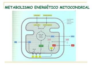 METABOLISMO ENERGÉTICO MITOCONDRIAL
 