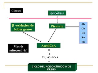 Citosol
                               Glicólisis


                                              Ala
 β -oxidación de               Piruvato
  ácidos grasos                               Cis
                                              Gli
                                              Ser
                                              Tre

   Matriz            AcetilCoA
mitocondrial               0
                          =

                      CH3 - C - SCoA


               CICLO DEL ACIDO CÍTRICO O DE
                          KREBS
 