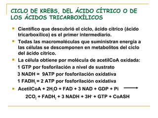 CICLO DE KREBS, DEL ÁCIDO CÍTRICO O DE
LOS ÁCIDOS TRICARBOXÍLICOS
   Científico que descubrió el ciclo, ácido citrico (ácido
    tricarboxílico) es el primer intermediario.
   Todas las macromoléculas que suministran energía a
    las células se descomponen en metabolitos del ciclo
    del ácido cítrico.
   La célula obtiene por molécula de acetilCoA oxidada:
    1 GTP por fosforilación a nivel de sustrato
    3 NADH = 9ATP por fosforilación oxidativa
    1 FADH2 = 2 ATP por fosforilación oxidativa
   AcetilCoA + 2H2O + FAD + 3 NAD + GDP + Pi
       2CO2 + FADH2 + 3 NADH + 3H+ + GTP + CoASH
 