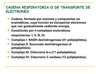 CADENA RESPIRATORIA O DE TRANSPORTE DE
ELECTRONES
   Cadena, formada por enzimas y compuestos no
    enzimáticos, cuya función es transportar electrones
    que van gradualmente cediendo energía.
   Constituido por 4 complejos enzimáticos
    respiratorios: I, II, III, IV.
   Complejo I: NADH deshidrogenasa (41 polipéptidos).
   Complejo II: Succinato deshidrogenasa (4
    polipéptidos).
   Complejo III: Citocromo b-c1 (11 polipéptidos).
   Complejo IV: Citocromo C oxidasa (13 polipéptidos).
 