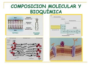 COMPOSICION MOLECULAR Y
      BIOQUÍMICA
 