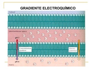 GRADIENTE ELECTROQUÍMICO
 