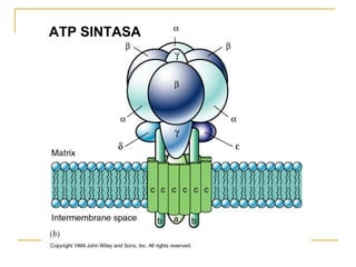 ATP SINTASA
 