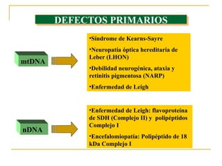 DEFECTOS PRIMARIOS
        DEFECTOS PRIMARIOS
             •Síndrome de Kearns-Sayre
             •Neuropatía óptica hereditaria de
             Leber (LHON)
mtDNA
             •Debilidad neurogénica, ataxia y
             retinitis pigmentosa (NARP)
             •Enfermedad de Leigh


             •Enfermedad de Leigh: flavoproteína
             de SDH (Complejo II) y polipéptidos
             Complejo I
nDNA
             •Encefalomiopatía: Polipéptido de 18
             kDa Complejo I
 