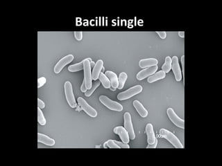 Bacilli single
 