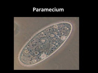 Paramecium
 