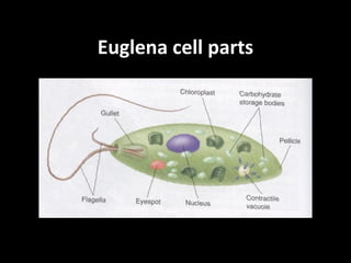 Euglena cell parts
 
