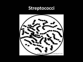 Streptococci
 