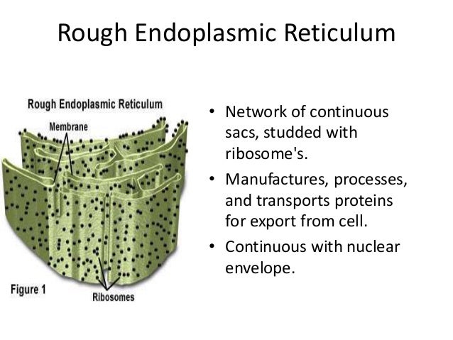 IGCSE Unit 1 Cell