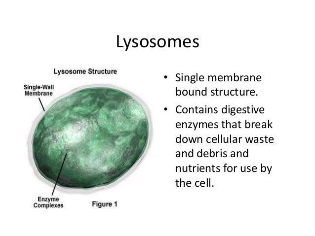IGCSE Unit 1 Cell