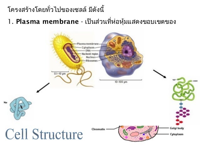 Cell