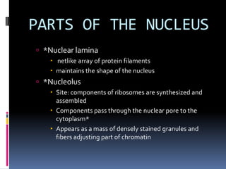 PARTS OF THE NUCLEUS
 *Nuclear lamina
 netlike array of protein filaments
 maintains the shape of the nucleus

 *Nucleolus
 Site: components of ribosomes are synthesized and
assembled
 Components pass through the nuclear pore to the
cytoplasm*
 Appears as a mass of densely stained granules and
fibers adjusting part of chromatin

 