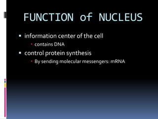 FUNCTION of NUCLEUS
 information center of the cell
 contains DNA

 control protein synthesis
 By sending molecular messengers: mRNA

 