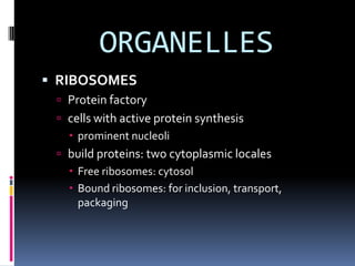 ORGANELLES
 RIBOSOMES
 Protein factory

 cells with active protein synthesis
 prominent nucleoli
 build proteins: two cytoplasmic locales
 Free ribosomes: cytosol
 Bound ribosomes: for inclusion, transport,
packaging

 