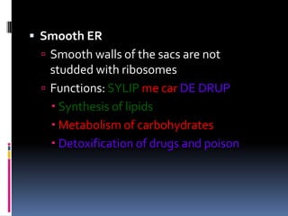  Smooth ER
 Smooth walls of the sacs are not

studded with ribosomes
 Functions: SYLIP me car DE DRUP
 Synthesis of lipids
 Metabolism of carbohydrates
 Detoxification of drugs and poison

 