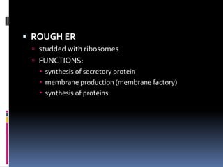  ROUGH ER
 studded with ribosomes

 FUNCTIONS:
 synthesis of secretory protein
 membrane production (membrane factory)
 synthesis of proteins

 