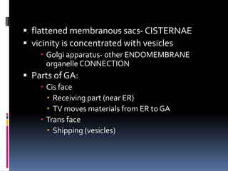  flattened membranous sacs- CISTERNAE
 vicinity is concentrated with vesicles
 Golgi apparatus- other ENDOMEMBRANE
organelle CONNECTION

 Parts of GA:
 Cis face
 Receiving part (near ER)
 TV moves materials from ER to GA
 Trans face
 Shipping (vesicles)

 