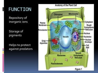 FUNCTION
Repository of
inorganic ions
Storage of
pigments
Helps to protect
against predators

 