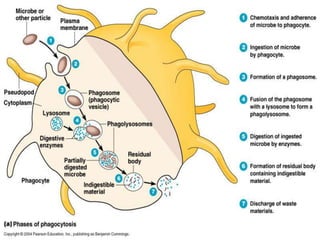 hydrolytic enzymes and lysosomal membrane
 by RER and Golgi Apparatus
 Ex. Lysosomes in an Amoeba
 Exhibits PHAGOCYTOSIS
 Phagein Greek: to eat
 Kytos: vessel

 Food vacuole + lysosome = digests food

 