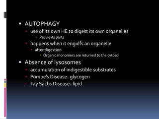  AUTOPHAGY
 use of its own HE to digest its own organelles
 Recyle its parts

 happens when it engulfs an organelle
 after digestion
 Organic monomers are returned to the cytosol

 Absence of lysosomes
 accumulation of indigestible substrates
 Pompe’s Disease- glycogen
 Tay Sachs Disease- lipid

 