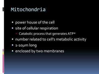 Mitochondria
 power house of the cell
 site of cellular respiration
 Catabolic process that generates ATP*

 number related to cell’s metabolic activity
 1-10µm long

 enclosed by two membranes

 
