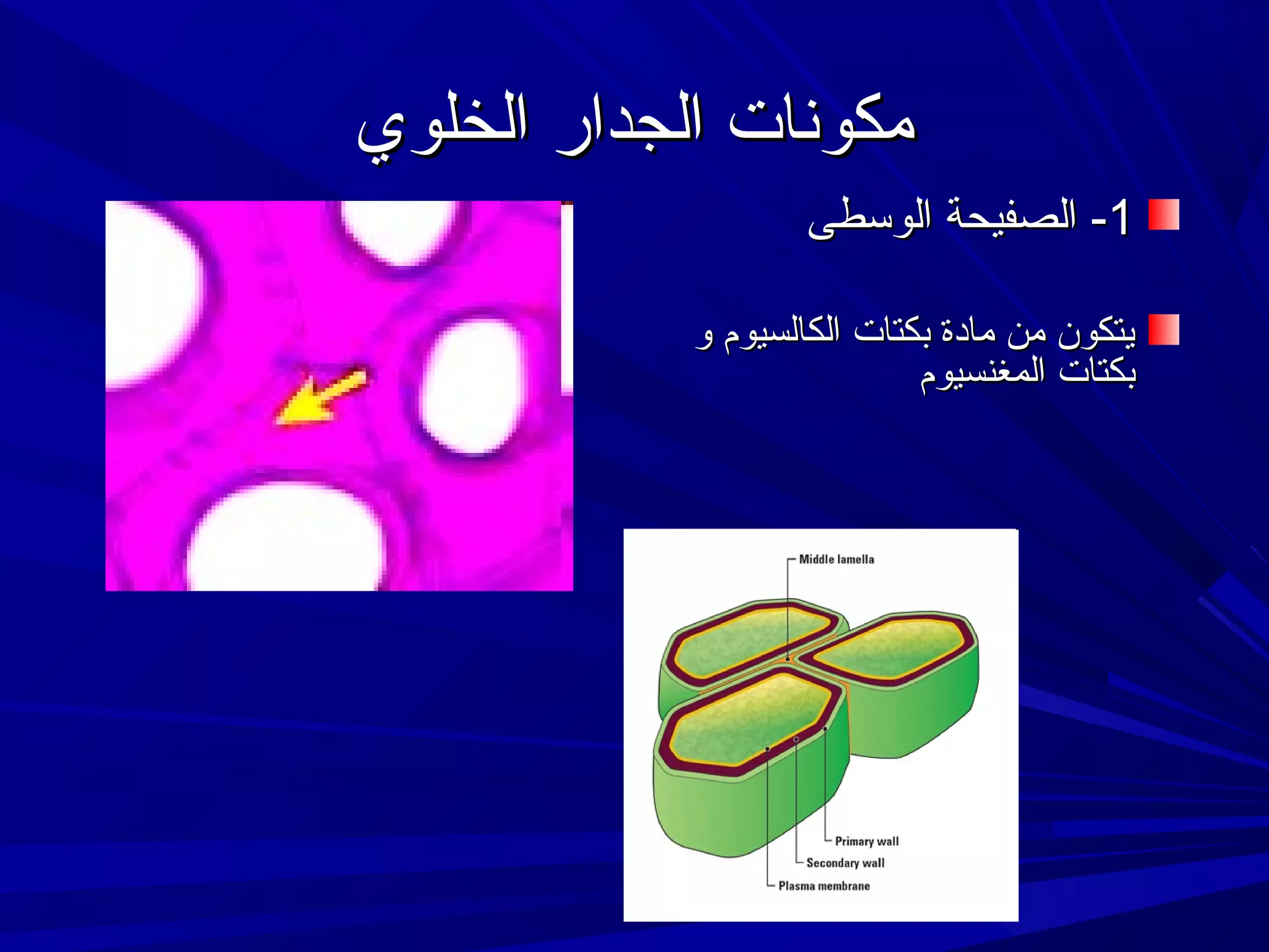 ‫مكونات الجدار الخلوي‬
‫1- الصفيحة الوتسطى‬
‫يتكون من مادة بكتات الكالسيوم و‬
‫بكتات المغنسيوم‬

 