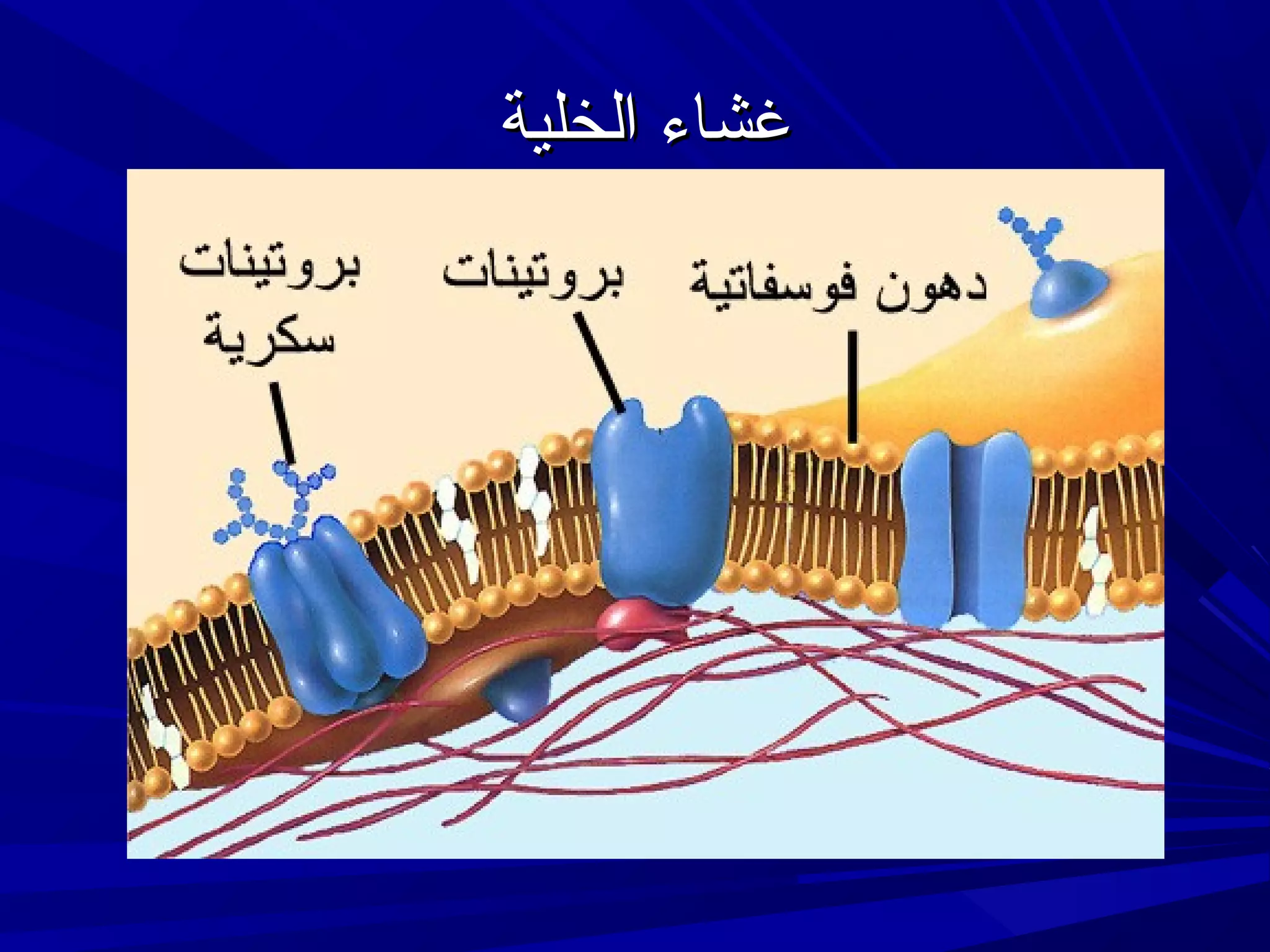‫غشاء الخلية‬

 