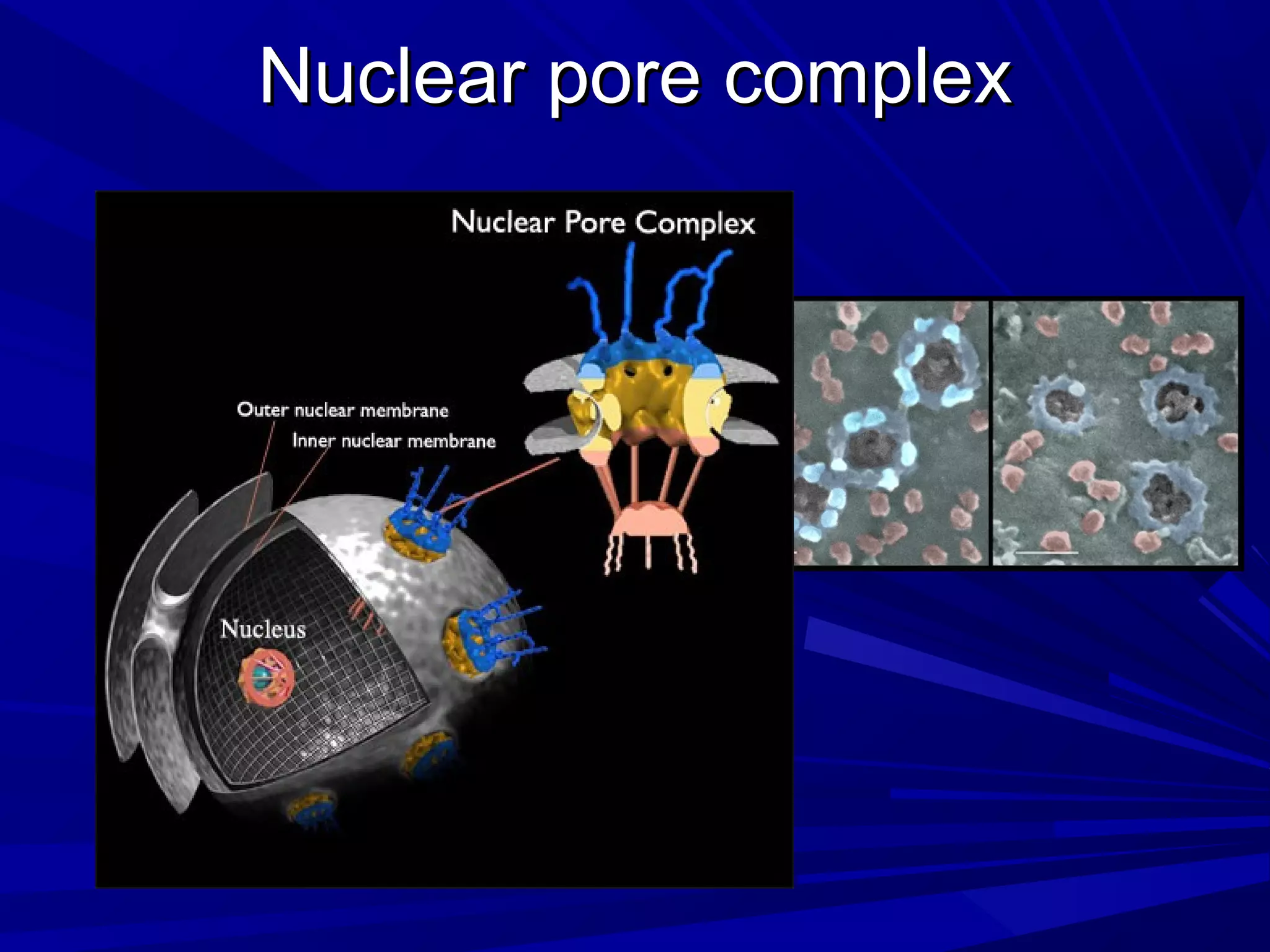 Nuclear pore complex

 