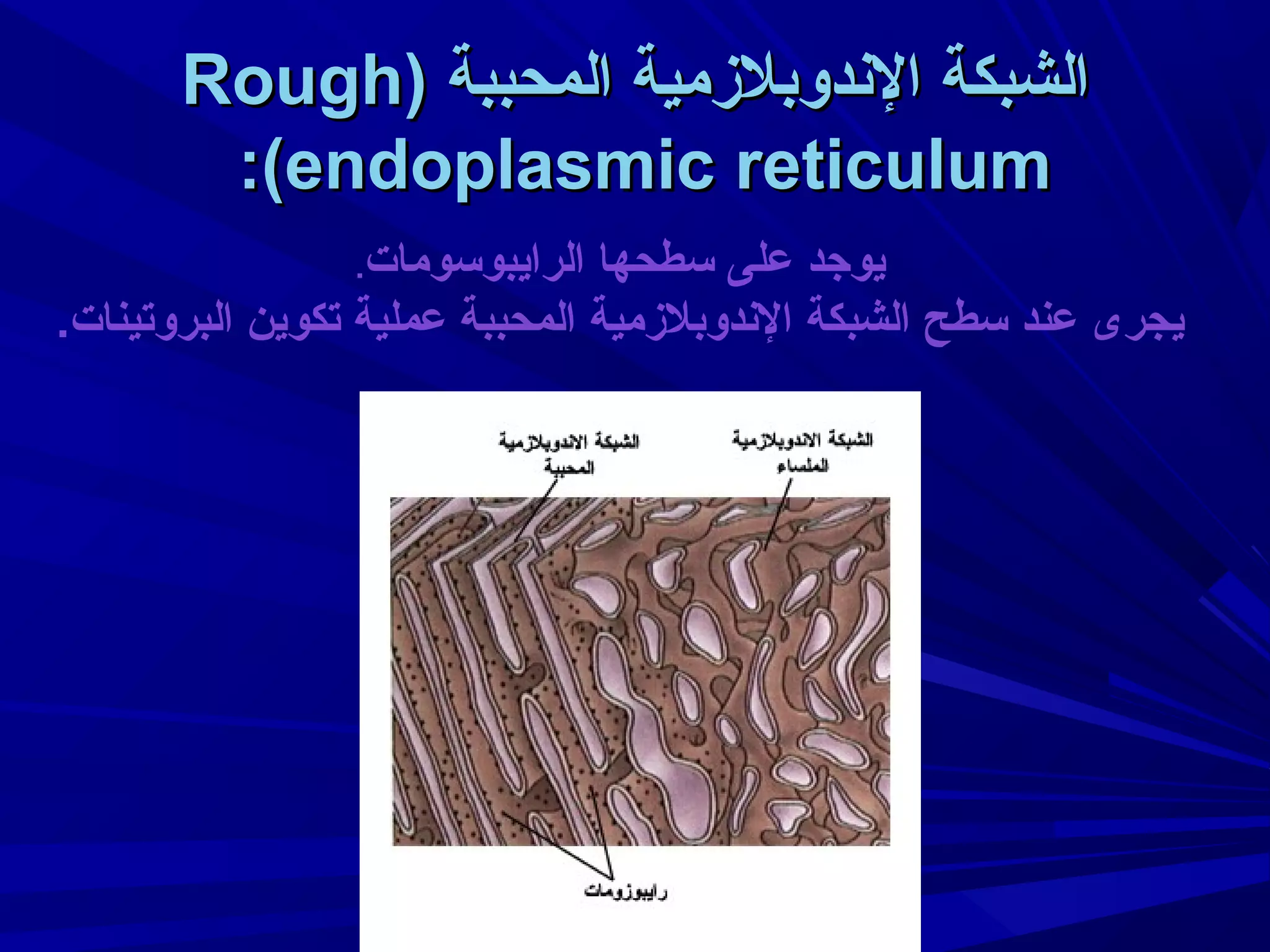 ‫الشبكة الدندوبلمزمية المحببة )‪Rough‬‬
‫‪:(endoplasmic reticulum‬‬
‫الرايبوسومات.‬

‫يوجد على سطحها‬
‫يجرى عند سطح الشبكة الدندوبلمزمية المحببة عملية تكوين البروتينات.‬

 