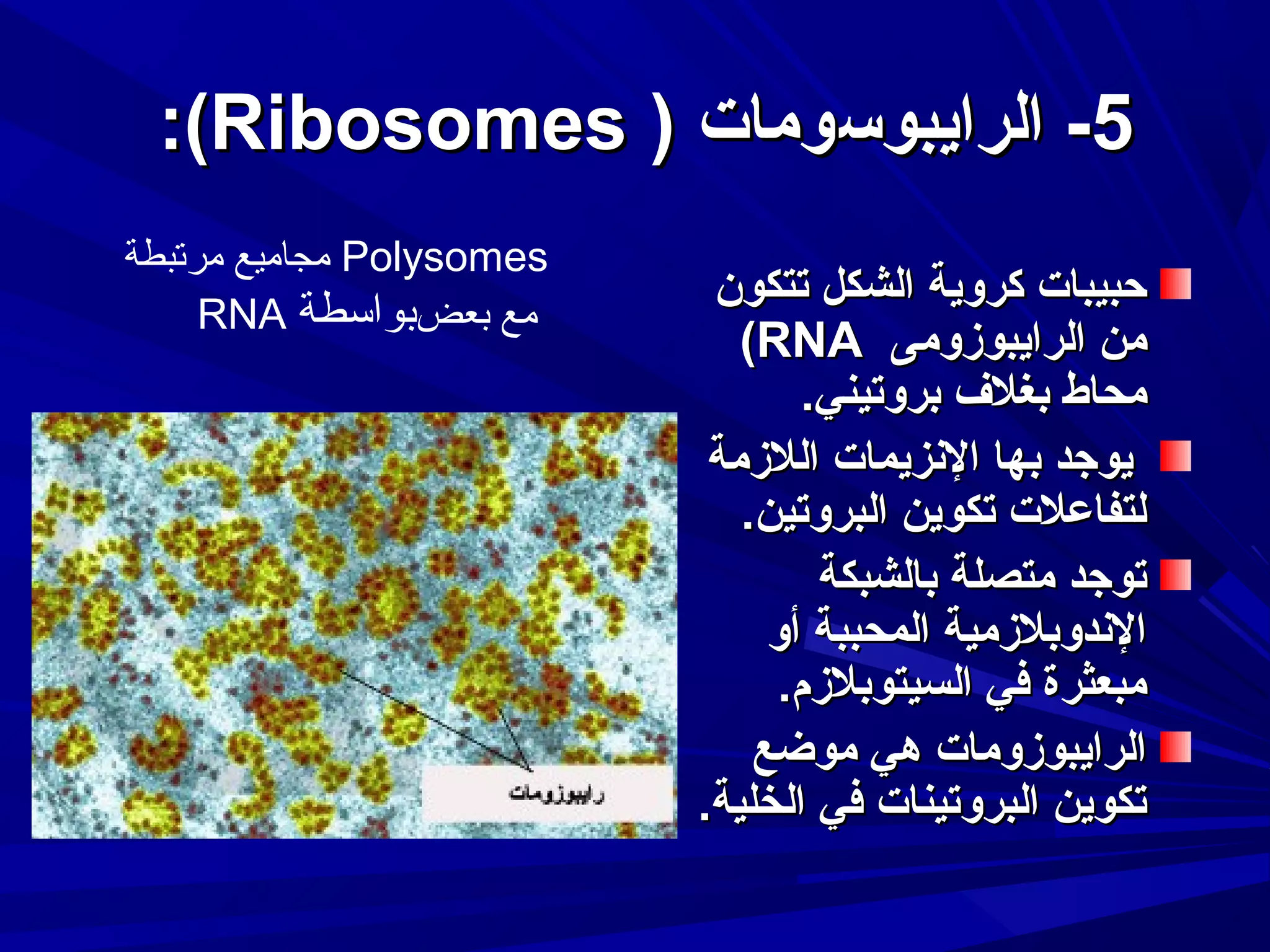 ‫5- الرايبوسومات ) ‪:(Ribosomes‬‬
‫حبيبات كروية الشكل تتكون‬
‫من الرايبومزومى ‪(RNA‬‬
‫محاط بغلف بروتيني.‬
‫يوجد بها الدنزيمات اللمزمة‬
‫لتفاعلت تكوين البروتين.‬
‫توجد متصلة بالشبكة‬
‫الدندوبلمزمية المحببة أو‬
‫مبعثرة في السيتوبلمزم.‬
‫الرايبومزومات هي موضع‬
‫تكوين البروتينات في الخلية.‬

‫‪ Polysomes‬مجاميع مرتبطة‬
‫مع بعضبواسطة ‪RNA‬‬

 