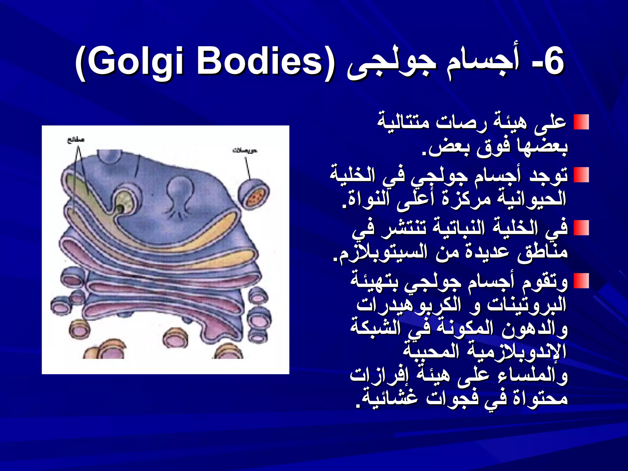 ‫6- أجسام جولجى )‪(Golgi Bodies‬‬
‫على هيئة رصات متتالية‬
‫بعضها فوق بعض.‬
‫توجد أجسام جولجي في الخلية‬
‫الحيوادنية مركزة أعلى النواة.‬
‫في الخلية النباتية تنتشر في‬
‫مناطق عديدة من السيتوبلمزم.‬
‫وتقوم أجسام جولجي بتهيئة‬
‫البروتينات و الكربوهيدرات‬
‫والدهون المكودنة في الشبكة‬
‫الدندوبلمزمية المحببة‬
‫والملساء على هيئة إفرامزات‬
‫محتواة في فجوات غشائية.‬

 