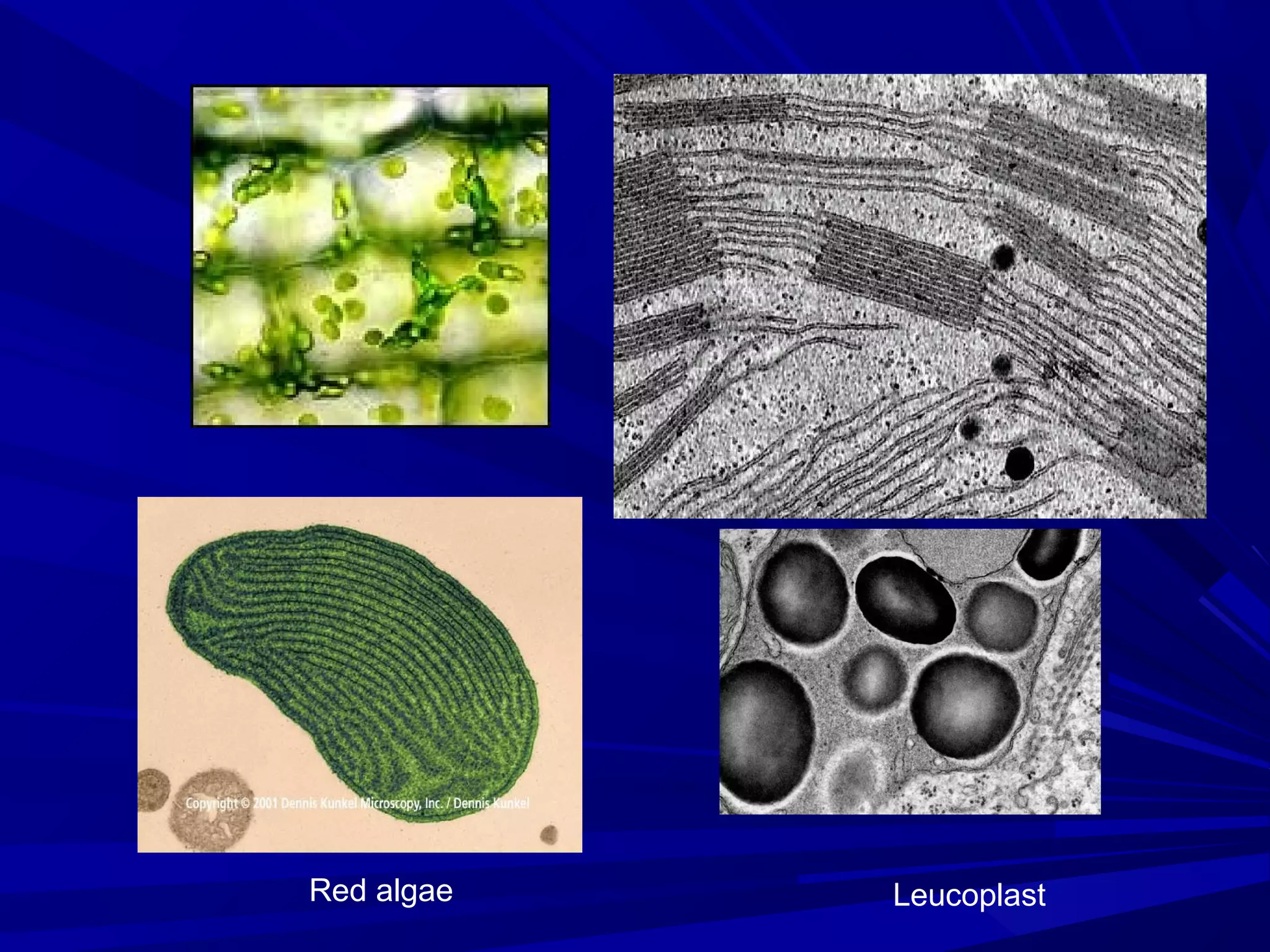 Red algae

Leucoplast

 