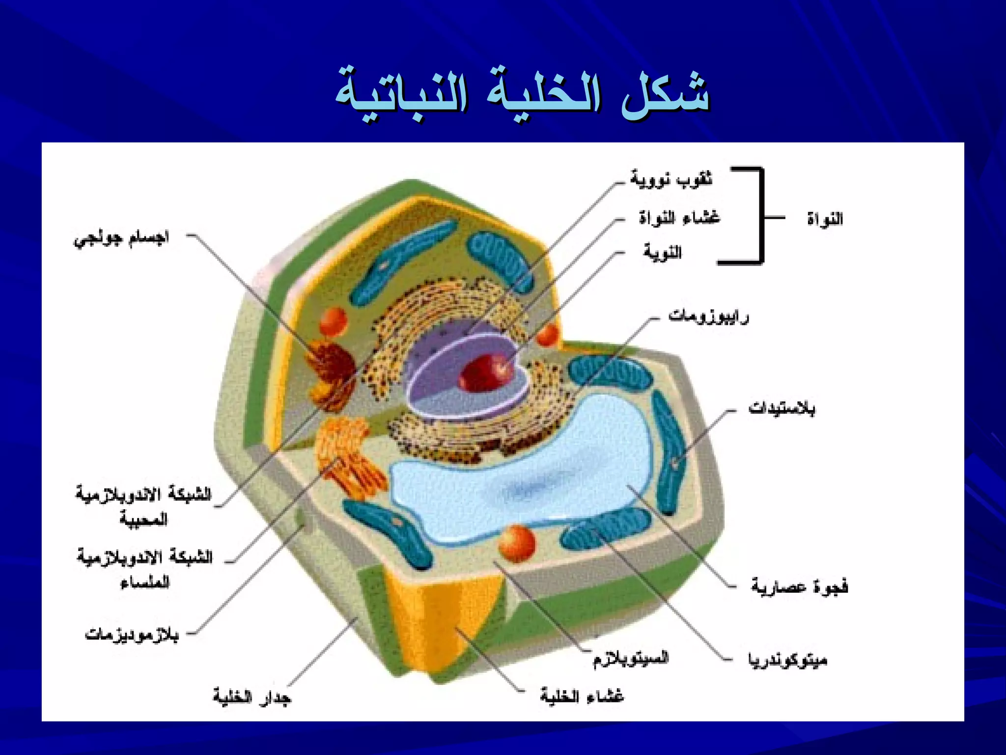 ‫شكل الخلية النباتية‬

 