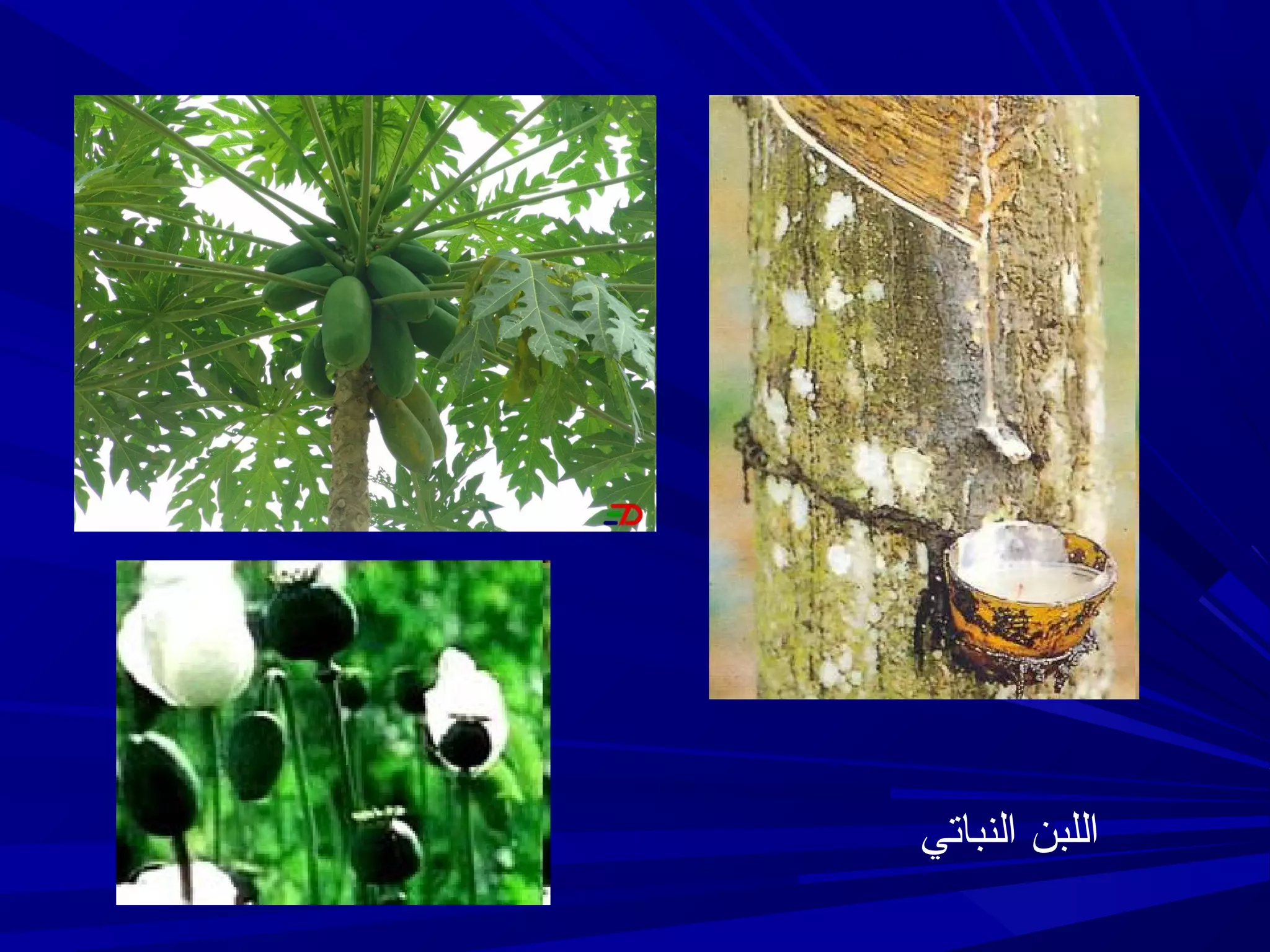 ‫اللبن النباتي‬

 