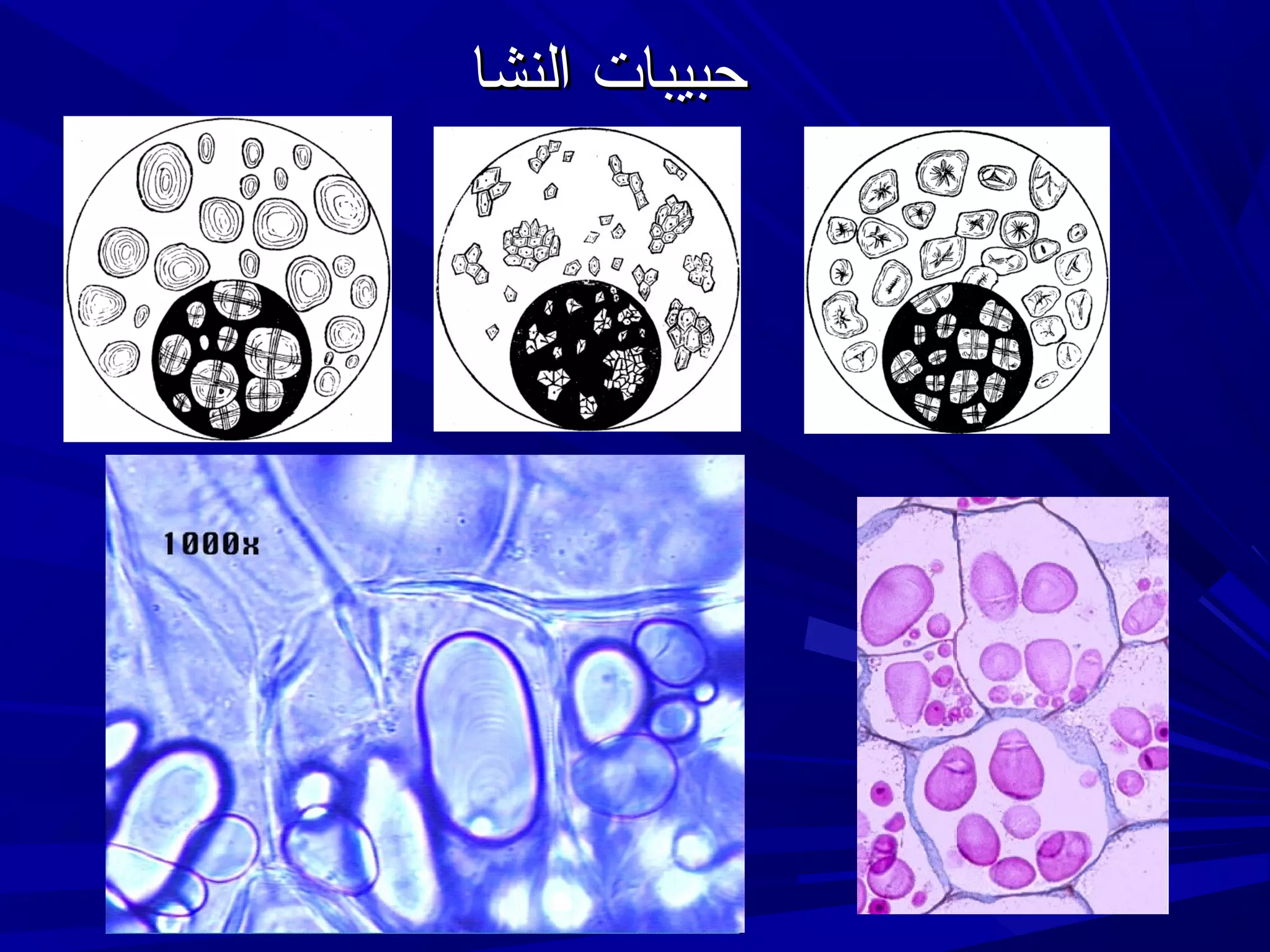 ‫حبيبات النشا‬

 
